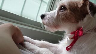 Пёсель просит внимания