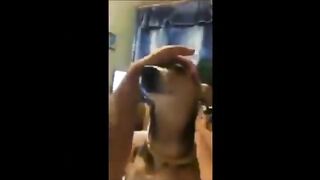 Смешное видео про собак №14