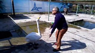 Как лебедь Жорка жалуется директору барнаульского зоопарка