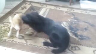Funny dog ​​video #18