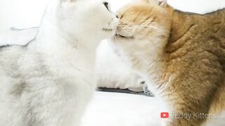 Как Жена - кошка разговаривает со своим Мужем - Котом