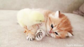 Котенок сладко спит вместе с цыпленком