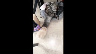 Самые смешные животные / Приколы с котами