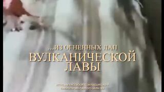 первые кадры, спасенных от лавы собак на Канарах