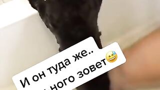 Самые смешные животные / Приколы с котами и собаками 2021