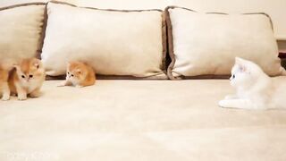 Котенок Коко знакомится со своими Братиками