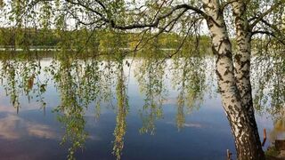 Два дерева. Автор Макарова Наташа. Стихи о жизни.