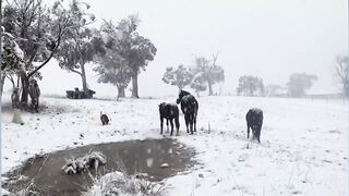 Самый холодный снег буря в 100 лет попадает в Австралии,