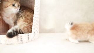 Мама Кошка играет и разговаривает с ее милыми мяукающими котятами