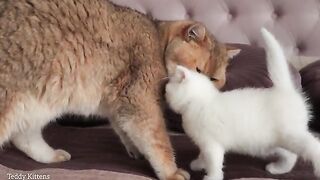 Кот Вильям знакомится со своим сыном по имени Кокос