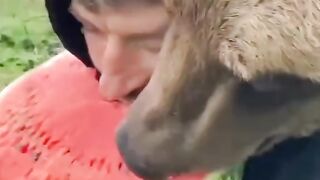Медведь и человек
