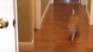 Самые смешные животные