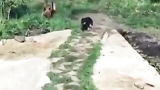 Приколы с животными / Приколы про котов с озвучкой / Смешные приколы