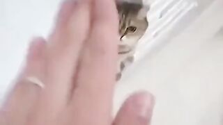 Funny Cat Reaction - Best Of The 2021 Funny Cat Videos - TRY NOT TO LAUGH!