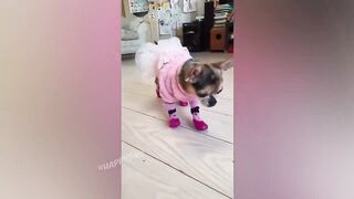 Funny cat jokes funny video