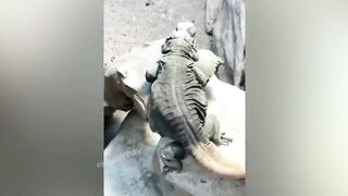 Приколы про котов смешная видео подборка