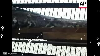 Одна на Весь Мир! Это Самая Гигантская Змея в Мире