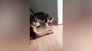 Смешные коты приколы про животных, funny cats