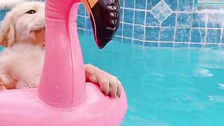 Funny Puppy - Best Of The 2021 Funny Dog Videos - TRY NOT TO LAUGH!