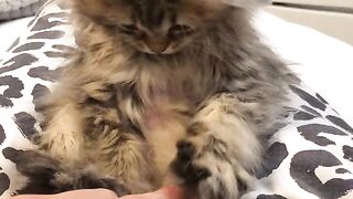 Cute Kitten - Best Of The 2021 Funny Cat Videos - TRY NOT TO LAUGH!