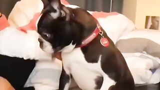 Funny Dog - Best Of The 2021 Funny Dog Videos - TRY NOT TO LAUGH!