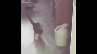 Смешное видео про котов №15