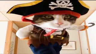 Смешное видео про котов №16