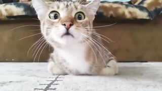 Смешное видео про котов №17