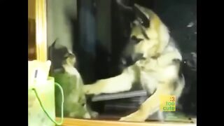Смешное видео про котов №18