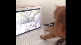 Смешное видео про котов №19