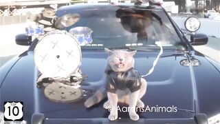 Смешное видео про котов №20