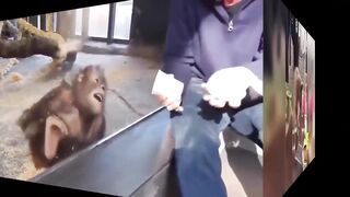 Смешное видео про котов №22