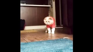 Funny video about cats #24