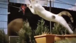 Смешное видео про котов №25