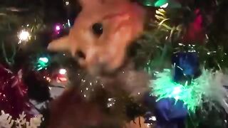 Смешное видео про котов №26