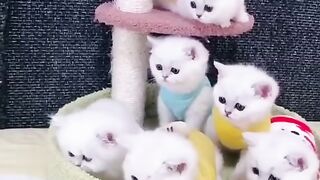 Cute Kittens - Best Of The 2021 Funny Cat Videos - TRY NOT TO LAUGH!