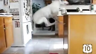 Смешное видео про собак №20