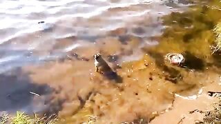 Смешное видео про собак №26