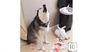 Смешное видео про собак №31