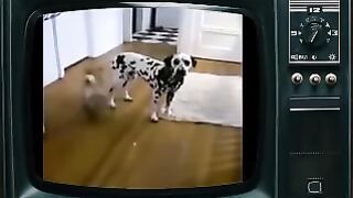 Смешное видео про собак №33