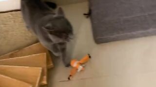 Funny Cat - Best Of The 2021 Funny Cat Videos - TRY NOT TO LAUGH!