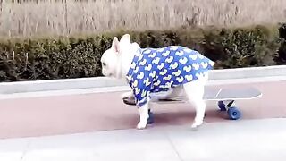 Funny Dog - Best Of The 2021 Funny Dog Videos - TRY NOT TO LAUGH!
