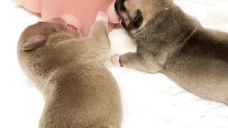 Funny Puppy - Best Of The 2021 Funny Dog Videos - TRY NOT TO LAUGH!