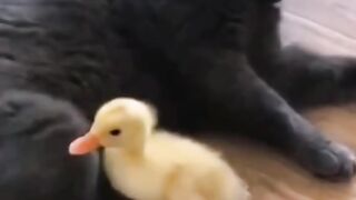собачки
