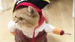 a pirate cat ? what could be better????