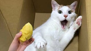 СМЕШНЫЕ КОШКИ 2023 И ДРУГИЕ ЖИВОТНЫЕ