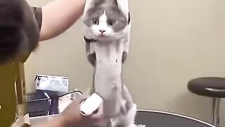 Mama! SIS!#cats #funny #kitten #kitty #dog #jokes #catvideos #catsoftiktok #kittenlove #catvideos.