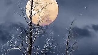 The_Moon_Nature