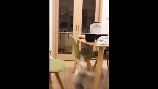 Funniest Animals 2023 ???? Funny Cats and Dogs ????