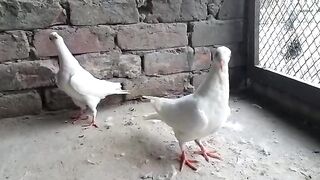Pigeons